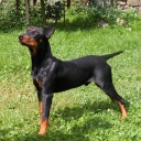 German Pinscher